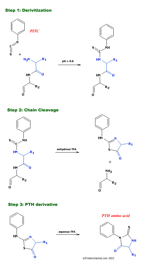 PITC Reaction